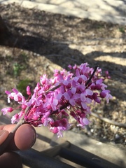 Cercis