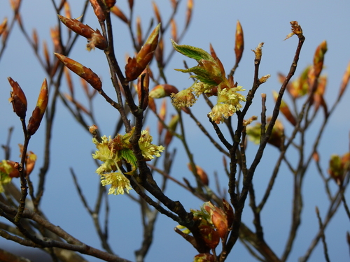 Image of Fagus hayatae by (c) Jacy Chen, some rights reserved (CC BY)