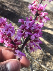 Cercis