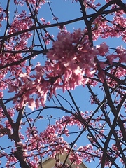 Cercis