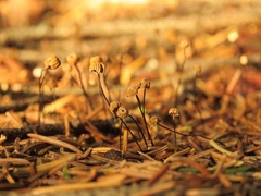 Marasmius wettsteinii