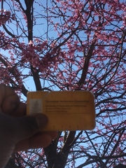 Cercis