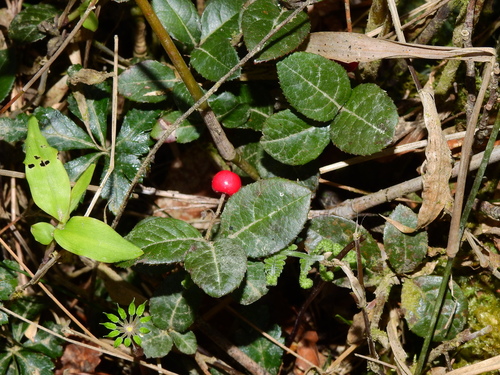 Image of Ardisia japonica by (c) Jacy Chen, some rights reserved (CC BY)