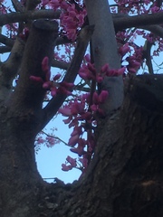 Cercis canadensis