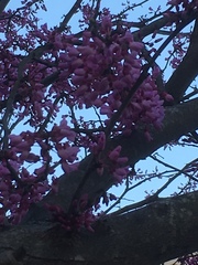 Cercis canadensis