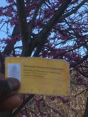 Cercis canadensis
