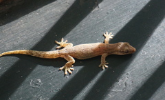 Lepidodactylus lugubris