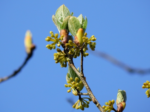 Lindera erythrocarpa iNat (3)