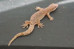 Lepidodactylus lugubris