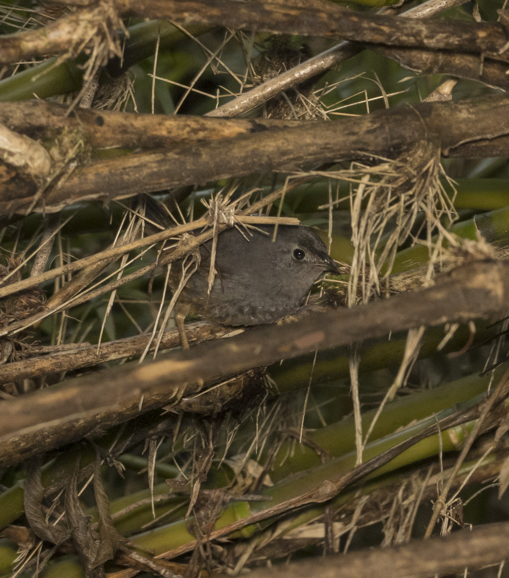 Ochre-flanked Tapaculo (Eugralla paradoxa), photo 8