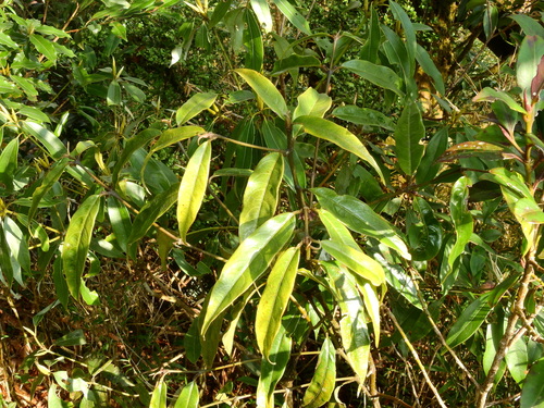 Lasianthus japonicus iNat (1)