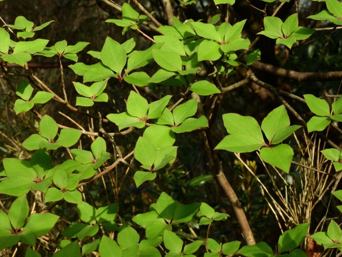 Image of Enkianthus perulatus by (c) Jacy Chen, some rights reserved (CC BY)