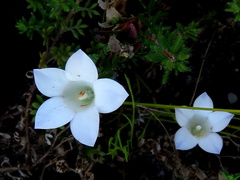 Roella amplexicaulis