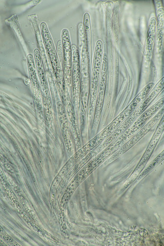 Coccomyces sp.