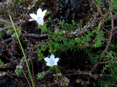 Roella amplexicaulis