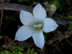Roella amplexicaulis