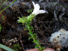 Roella amplexicaulis