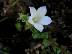 Roella amplexicaulis