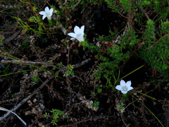 Roella amplexicaulis