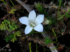Roella amplexicaulis