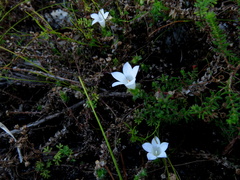 Roella amplexicaulis