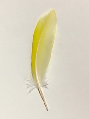 Melopsittacus undulatus domesticus