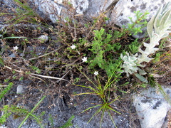 Roella amplexicaulis