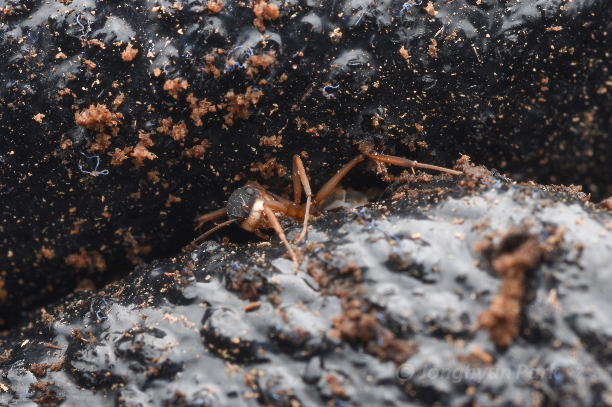Camponotus heathi