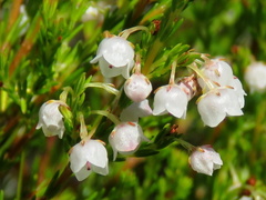 Erica capensis