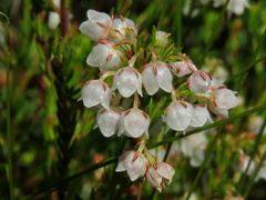 Erica capensis