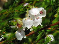 Erica capensis
