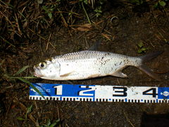 Megalops cyprinoides