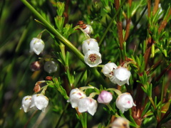 Erica capensis