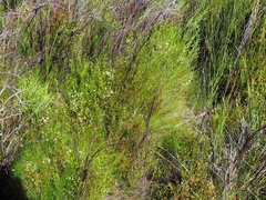 Erica capensis