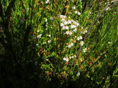 Erica capensis