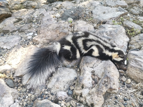 Desert Spotted Skunk
