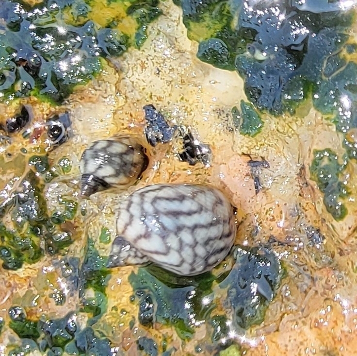 Echinolittorina melanacme