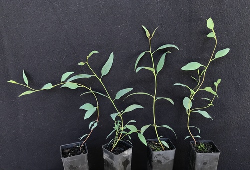 Eucalyptus cylindriflora