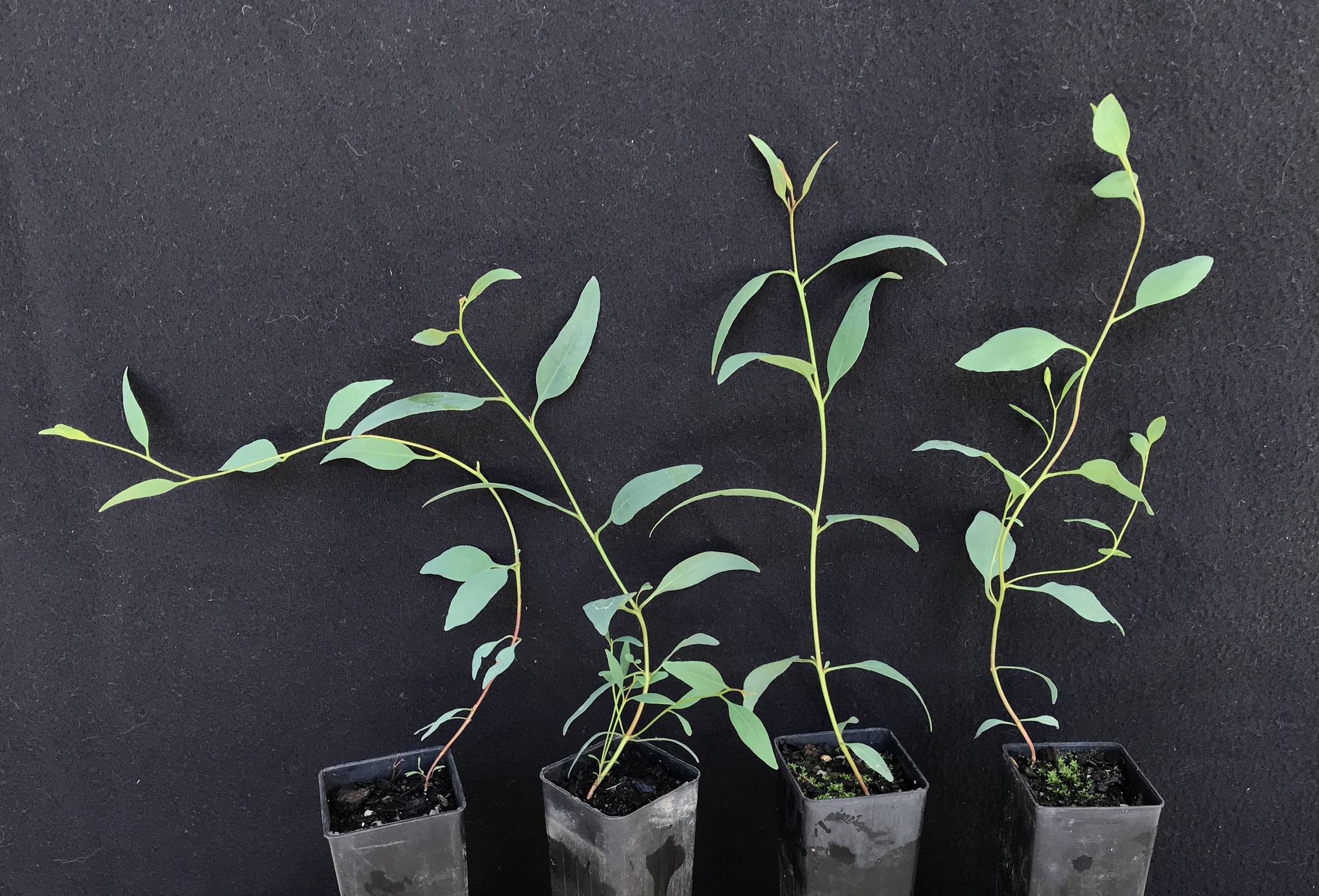 Eucalyptus cylindriflora