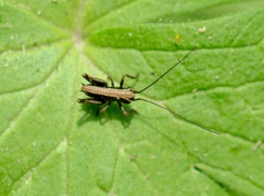 Pholidoptera