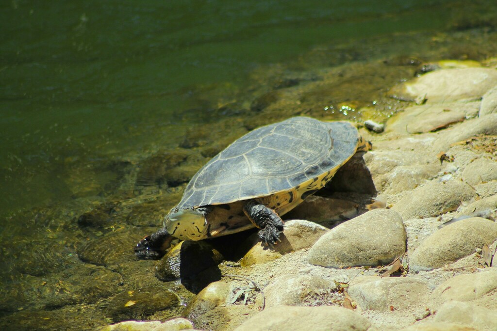 Hilaire’s Side-necked Turtle from Parque Sarmiento, Córdoba, Argentina ...