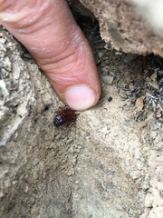 Parcoblatta americana