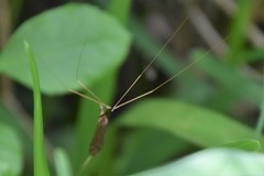 Brachypremna dispellens