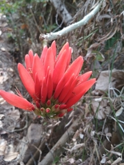 Erythrina ×sykesii
