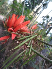 Erythrina ×sykesii