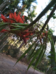 Erythrina ×sykesii