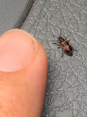 Pelonides quadripunctata