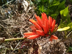 Erythrina ×sykesii
