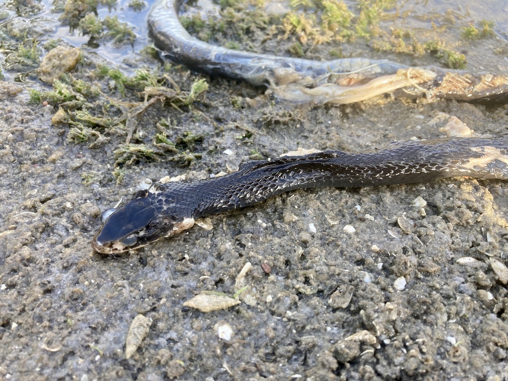 Southern Black Racer from Palm Beach Gardens, FL, US on November 1 ...