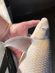 Southeastern Blue Sucker photo 2
